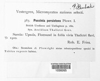 Puccinia recondita image